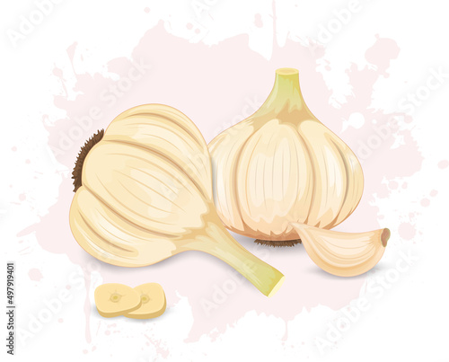 Set of 2 garlic vegetable vector illustrations with garlic cloves and pieces