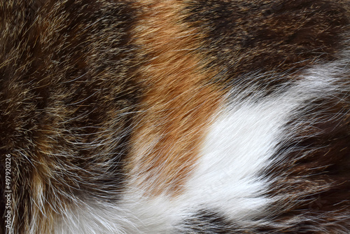 Cat fur texture background. Calico or tortoiseshell cat fur background. Pet hair or coat texture. 