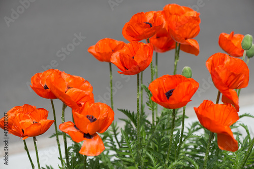 orange flowers on a neutral background