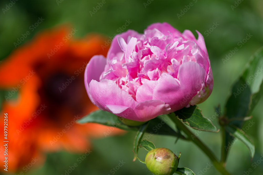 peony and poppy in the sun peony and poppy in the sun