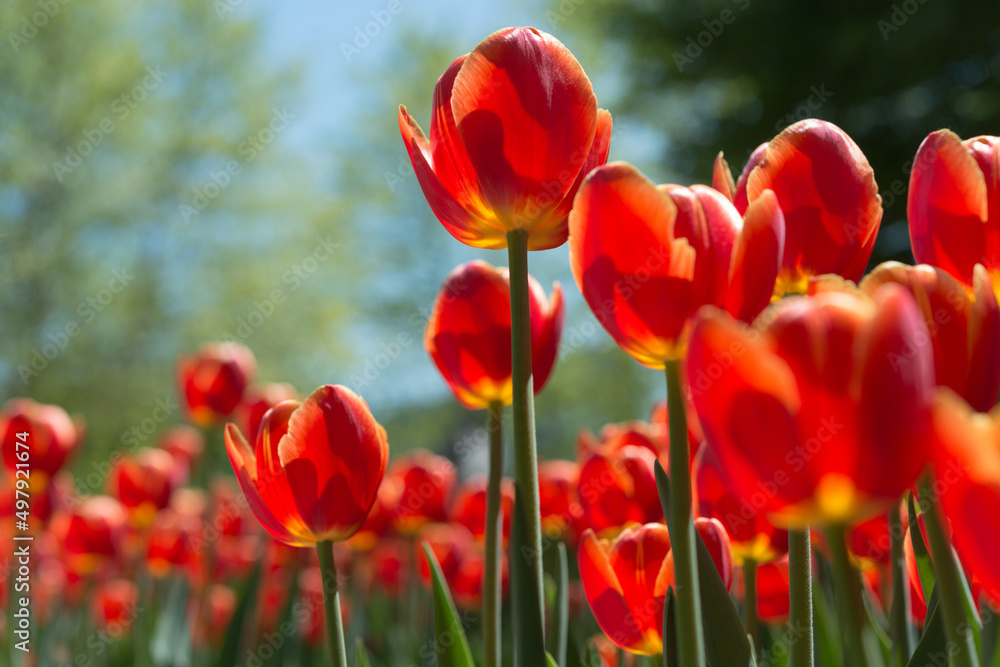 Obraz premium tulips on a blue sky with trees