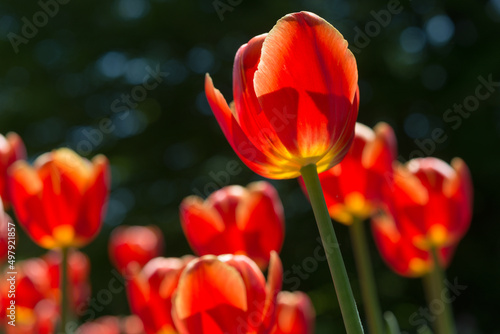 vibrant tulips backlit by the sun