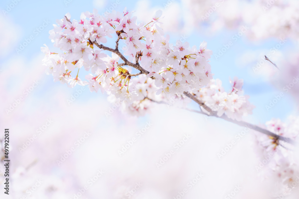 青空と満開の桜