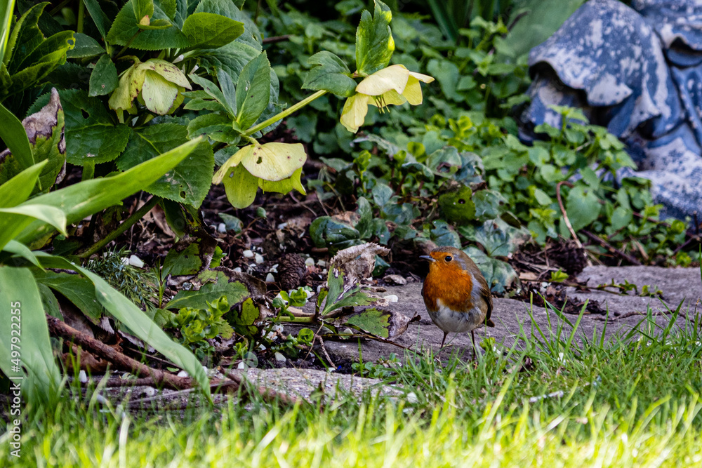 A garden favourite A garden favourite