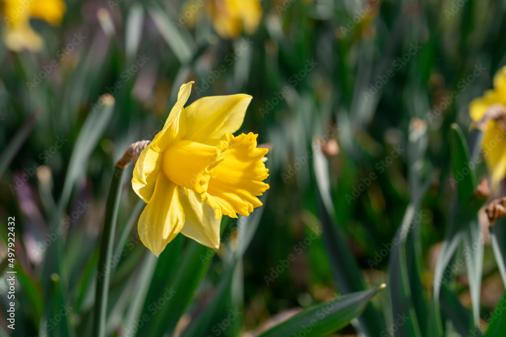 Yellow Daffodils flower field image for spring background Yellow Daffodils flower field image for spring background