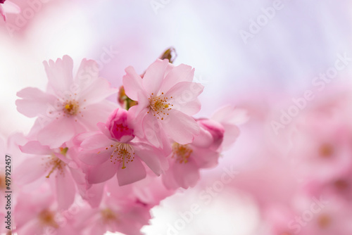 Pink sakura flowers in spring.