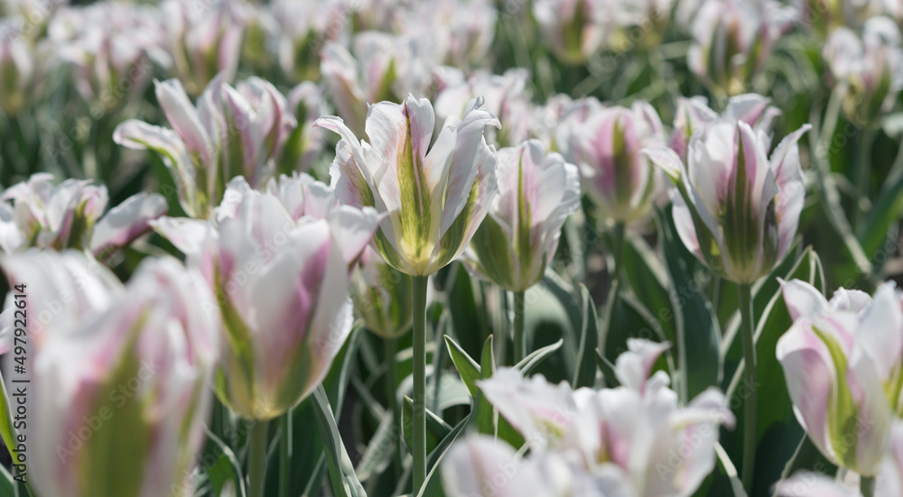 multiple fancy tulips in the sun multiple fancy tulips in the sun