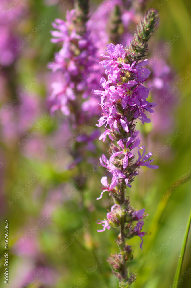 Obraz premium Closeup of purple loosestrife in bloom with selective focus on foreground