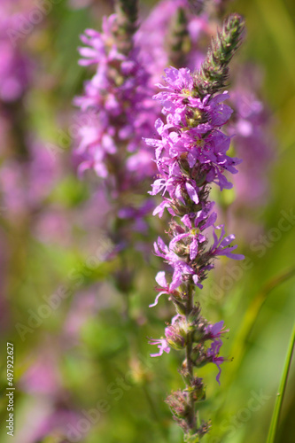 Closeup of purple loosestrife in bloom with selective focus on foreground