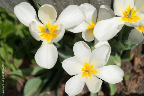 white spring flowers - top view