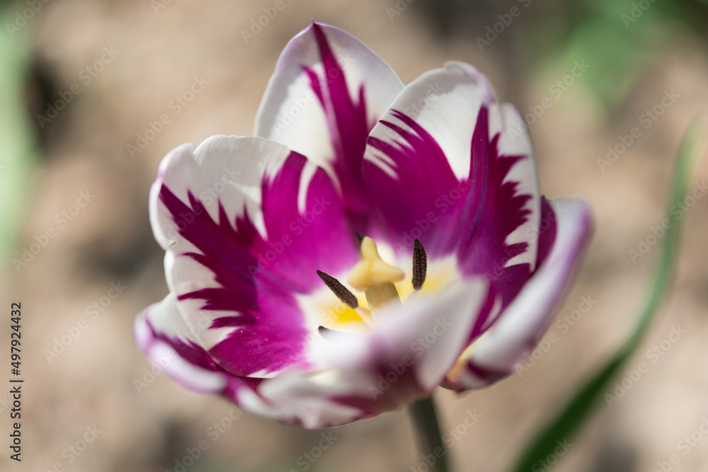 Fototapeta premium fancy violet and white tulip in part sun and shade