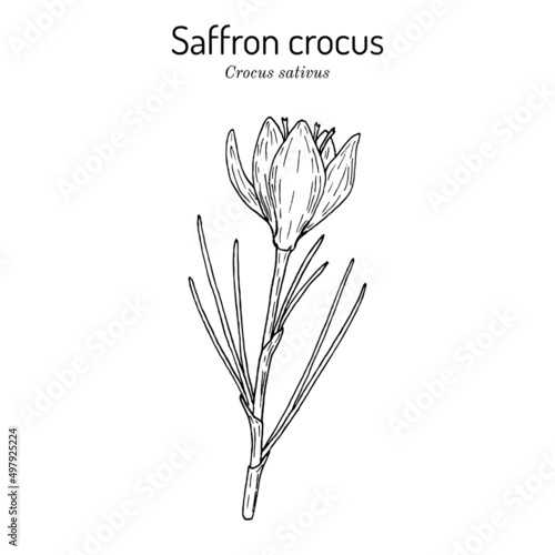 Saffron Crocus sativus , medicinal and ornamental plant