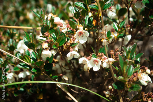 wild flowers of a landscape of a trail