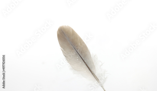 feather quill of dove gray with white background-