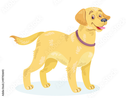 Adult golden retriever dog. In cartoon style. Isolated on white background. Vector flat illustration.