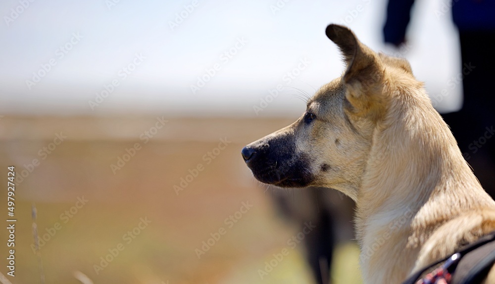 Jeune chien loup tchèque au bord de la mer - animal de compagnie Jeune chien loup tchèque au bord de la mer - animal de compagnie