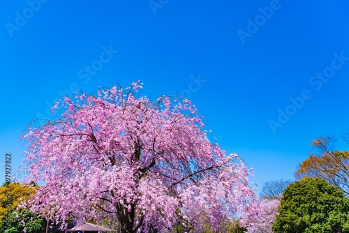 blue sky and flowers