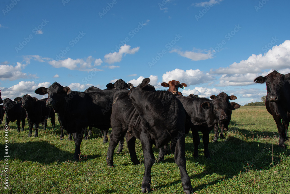 Vacas Brangus en un Campo en Santa Fe, Argentina Vacas Brangus en un Campo en Santa Fe, Argentina