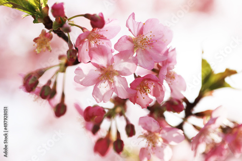 逆光が美しい河津桜