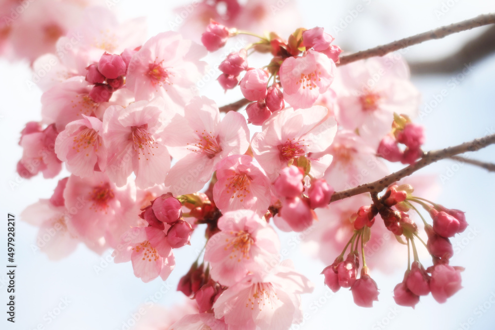 桜の花（陽光桜）