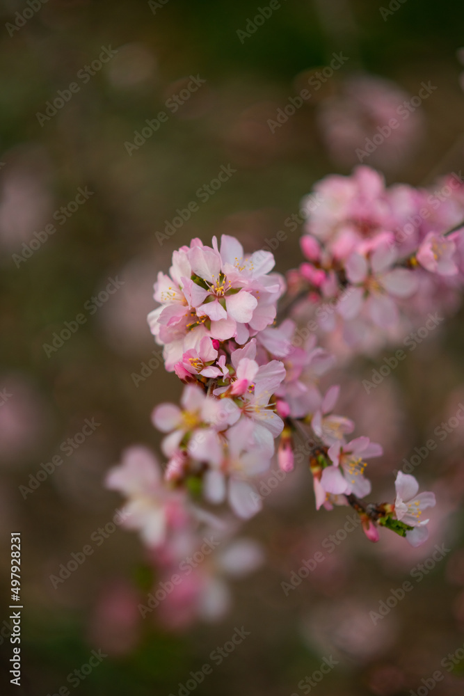 Cherry blossom, sakura flowers. Closeup of a flower in the garden