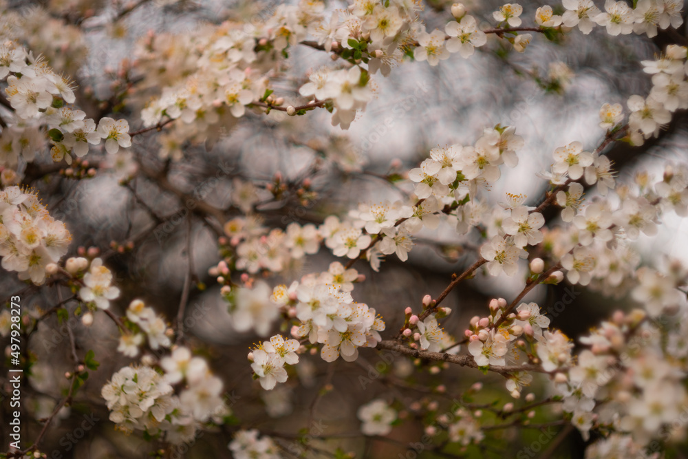 White cherry blossoms on a spring day in the garden. Blooming cherry blossoms close-up White cherry blossoms on a spring day in the garden. Blooming cherry blossoms close-up