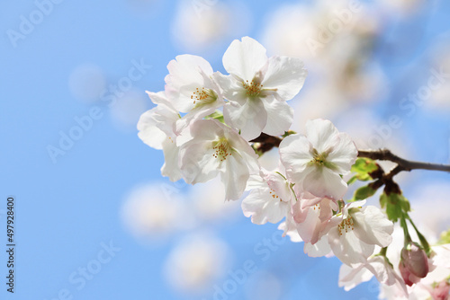 背景が美しい桜の花（ソトオリヒメ）