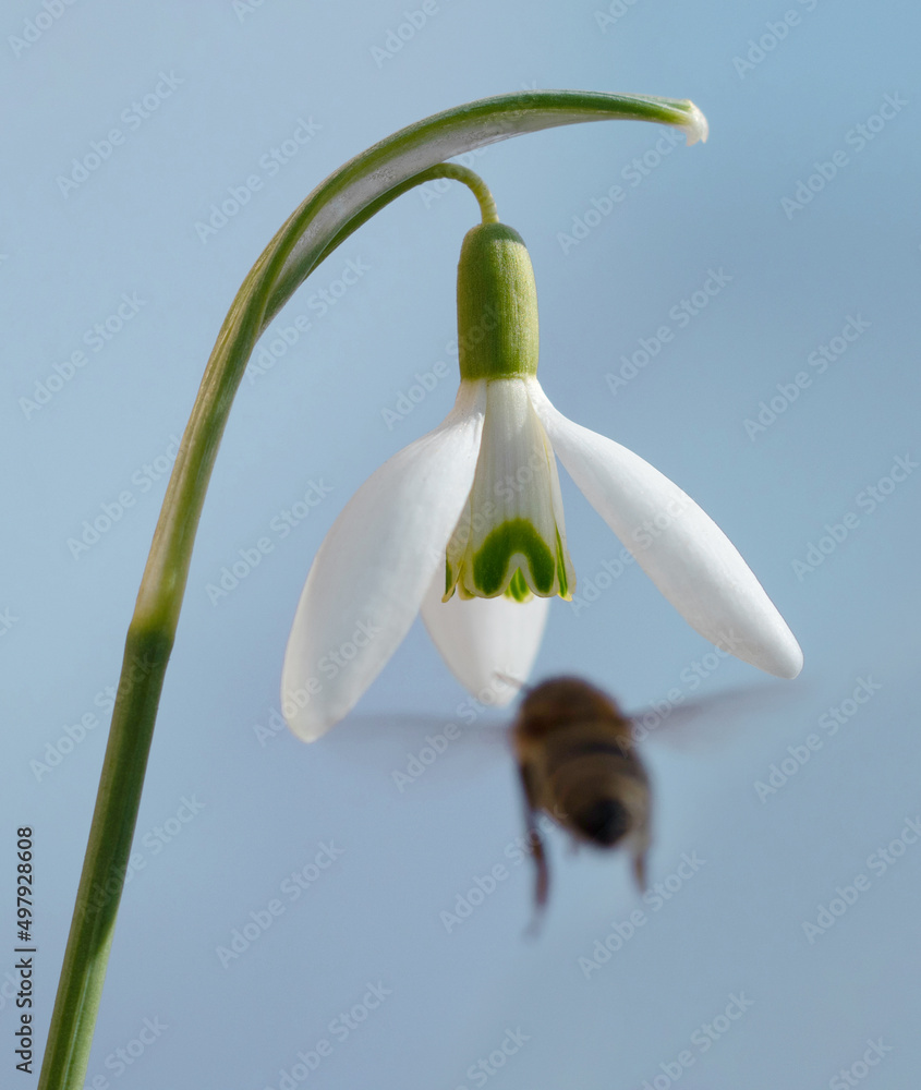 A snowdrop flower to which a bee flies. A snowdrop flower to which a bee flies.
