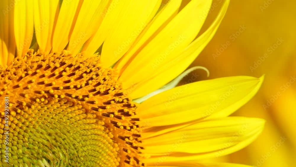 Close up macro of yellow flower, blooming yellow sunflower. Slow motion Close up macro of yellow flower, blooming yellow sunflower. Slow motion