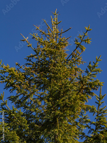 Mountain Christmas tree in the blue sky