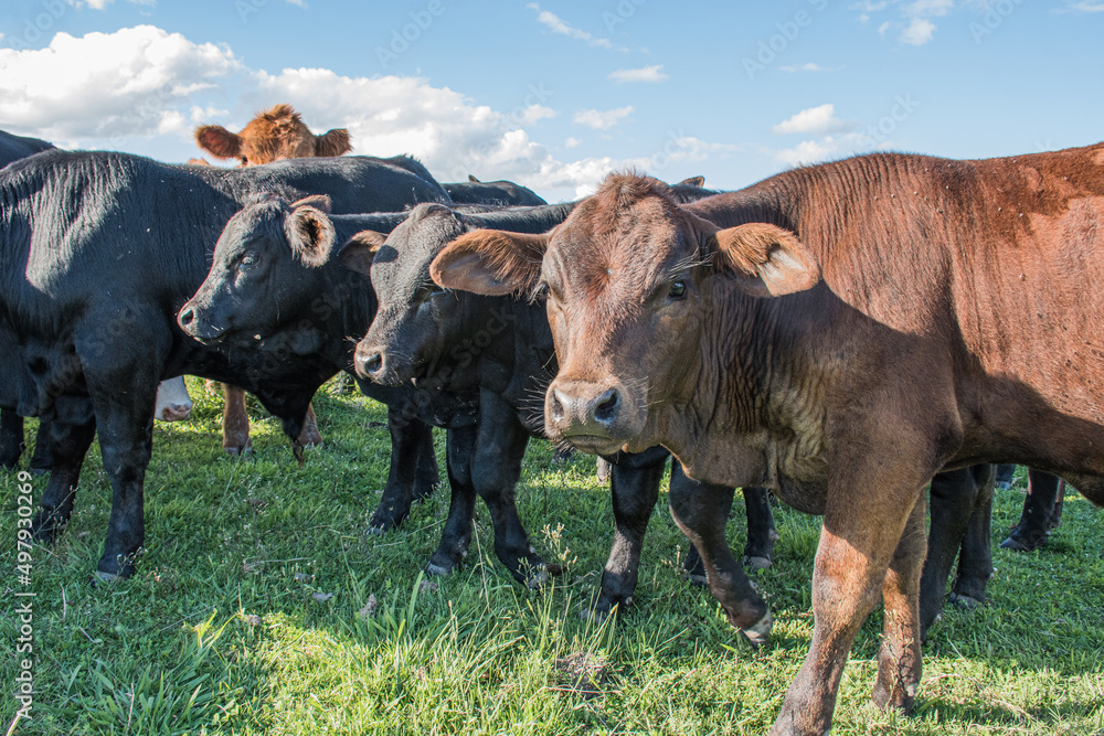Vacas Brangus en un Campo en Santa Fe, Argentina