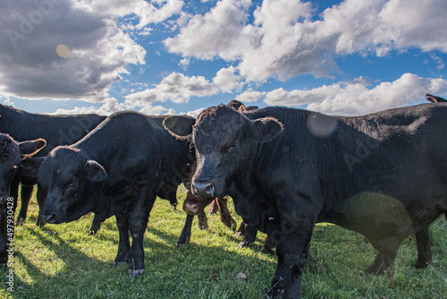 Vacas Brangus en un Campo en Santa Fe, Argentina