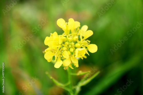 Yellow Flower in the Garden