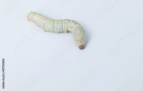 One silkworm on white background