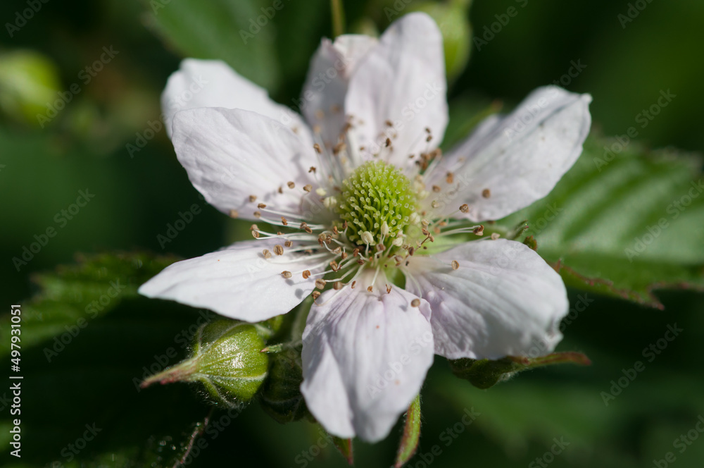 close up of a blackberry blossom (Rubus fruticosus) close up of a blackberry blossom (Rubus fruticosus)