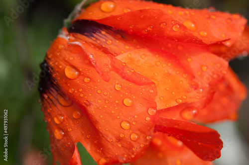 orange poppy flower with water drops