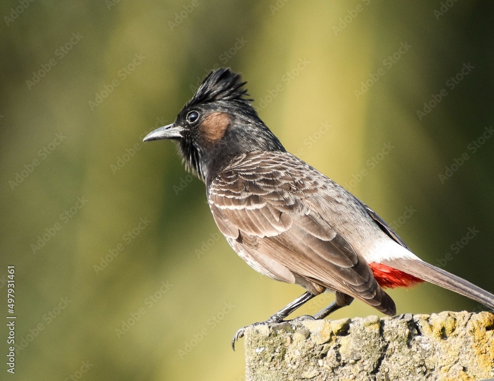 Fototapeta premium red winged blackbird