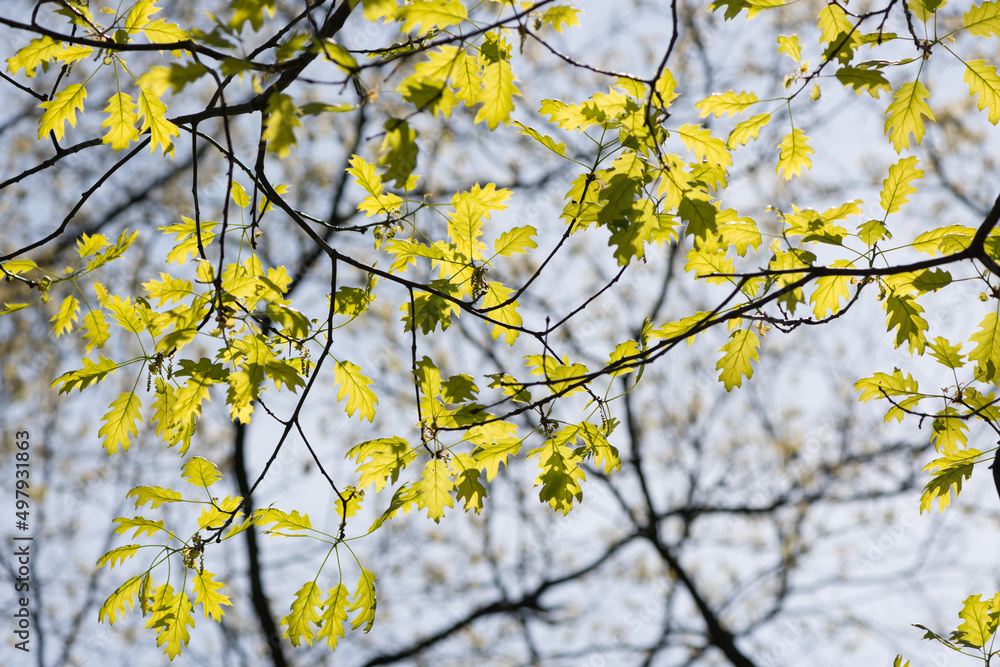 young oak leaves on branches (backlit by the sun) young oak leaves on branches (backlit by the sun)