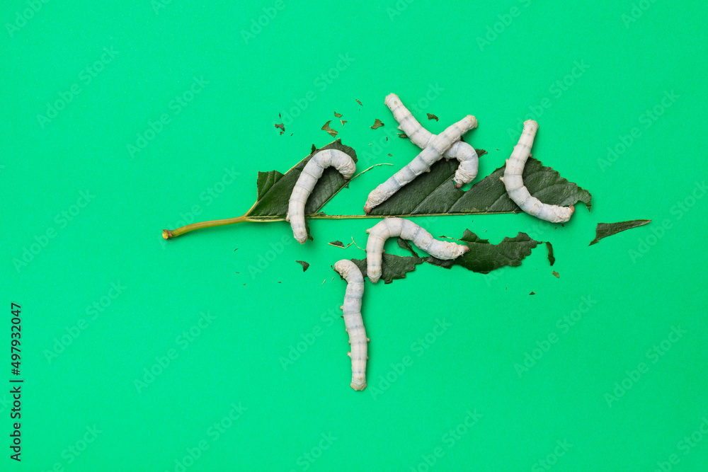 Fototapeta premium Group silkworms eating mulberry leaf