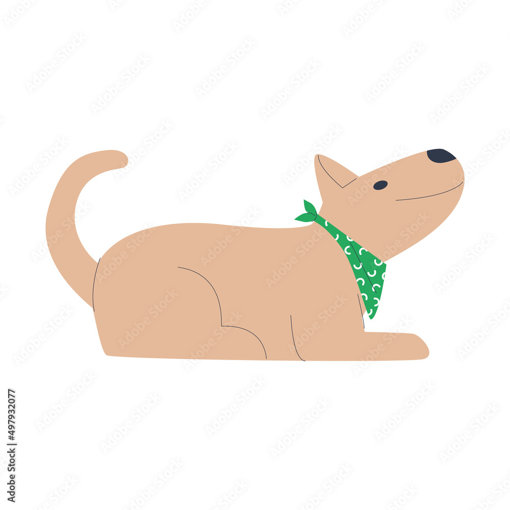 Fototapeta premium A cute pet is following the 