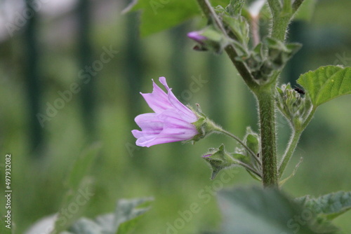Flower in the Garden