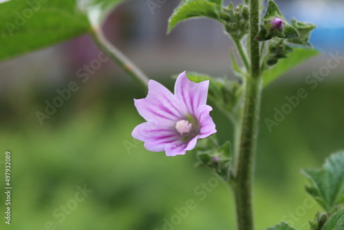 Flower in the Garden
