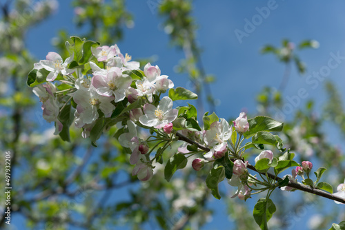 apple tree blossoms and blue sky