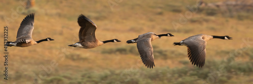 Foto Four Canada Geese Fly In A Line