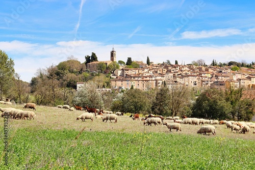Vue du village de Bagnols-en-Forêt dans le Var , près de Fréjus, avec au premier plan, un troupeau de moutons