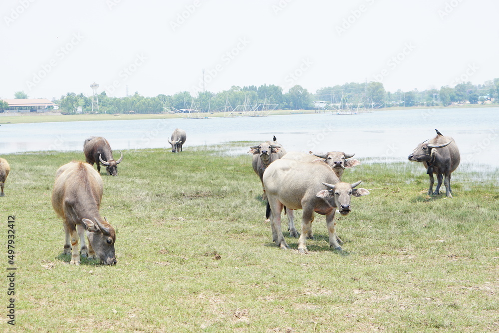 Fototapeta premium Thai buffalo walks to eat grass in a wide field.