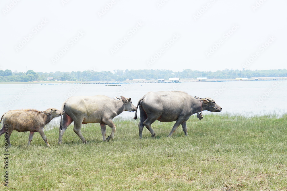 Thai buffalo walks to eat grass in a wide field. Thai buffalo walks to eat grass in a wide field.