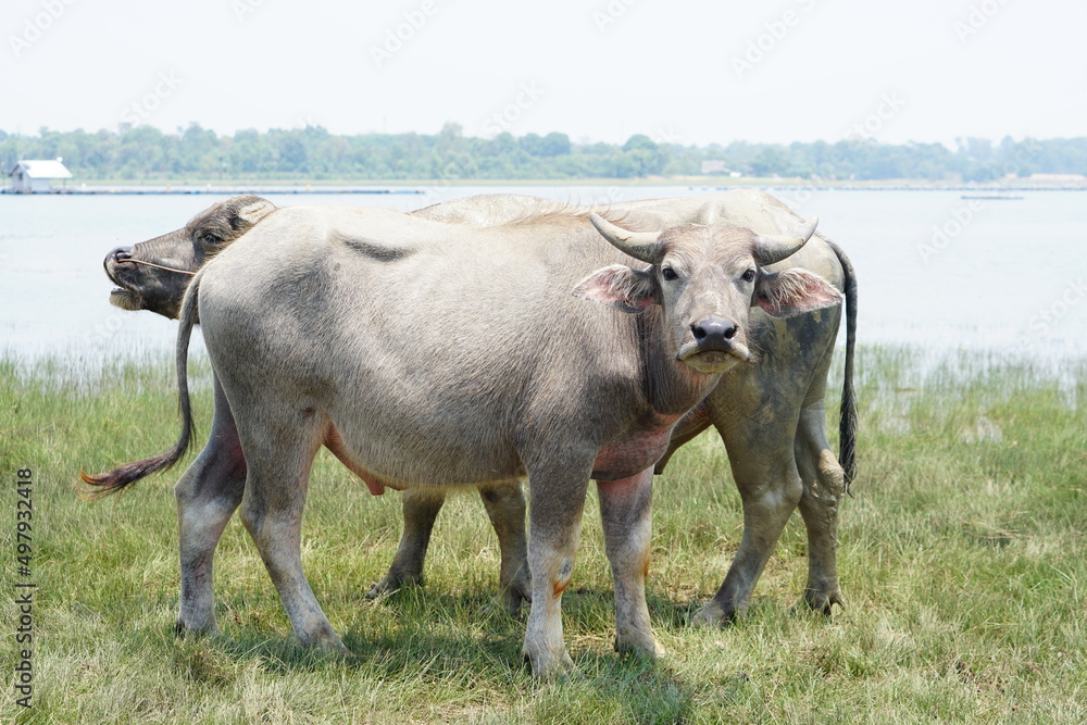 Thai buffalo walks to eat grass in a wide field. Thai buffalo walks to eat grass in a wide field.