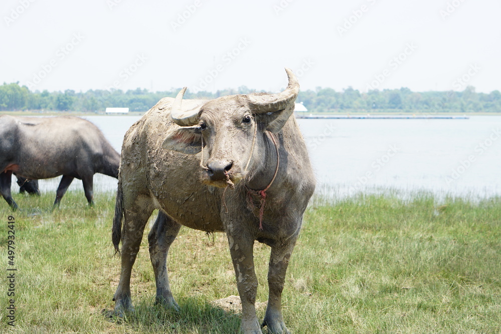 Thai buffalo walks to eat grass in a wide field.