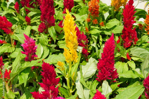 Fototapeta Naklejka Na Ścianę i Meble -  Colorful flowers to decorate the garden beautifully.